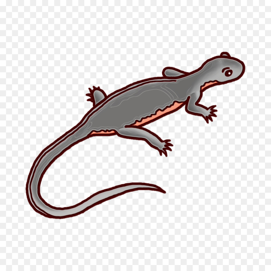 Gecko Amphibien Eidechse Biologie Wissenschaft - 