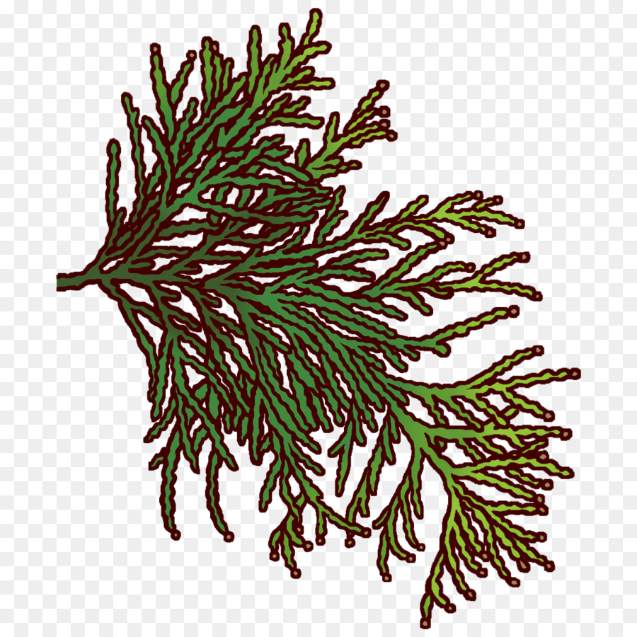 spruce plant stem twig plants science