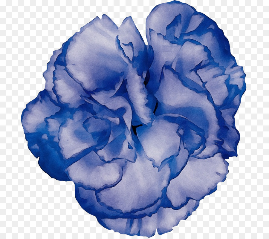 Rosa blu - 