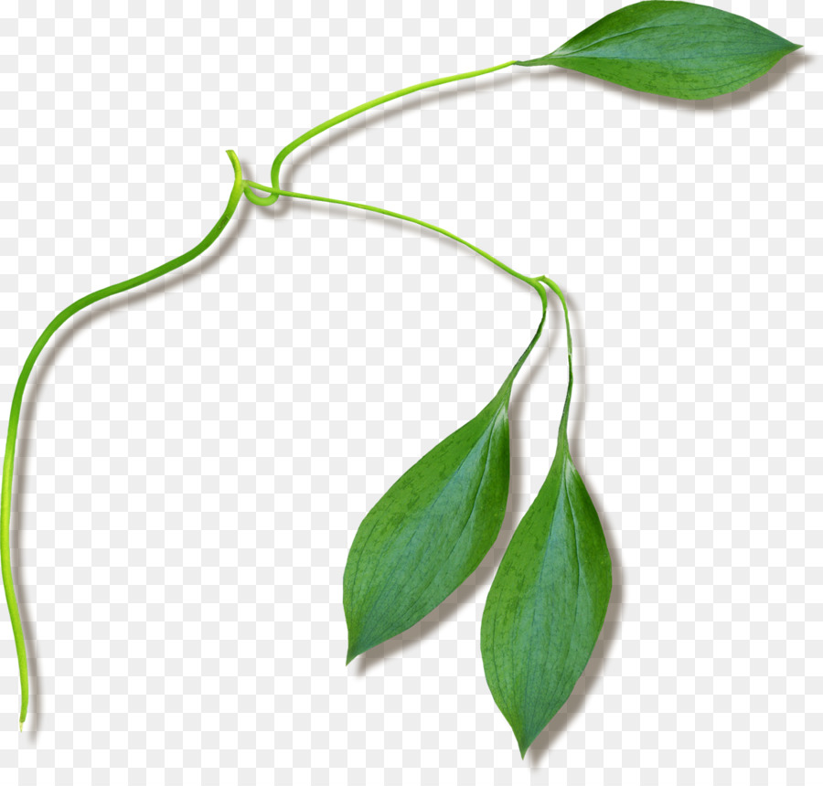 Pflanzenstamm Zweig Blatt Blütenpflanzen - 