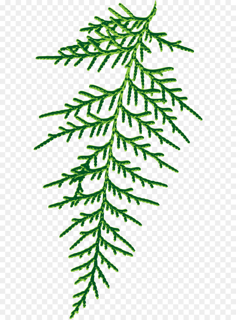 spruce plant stem leaf twig line
