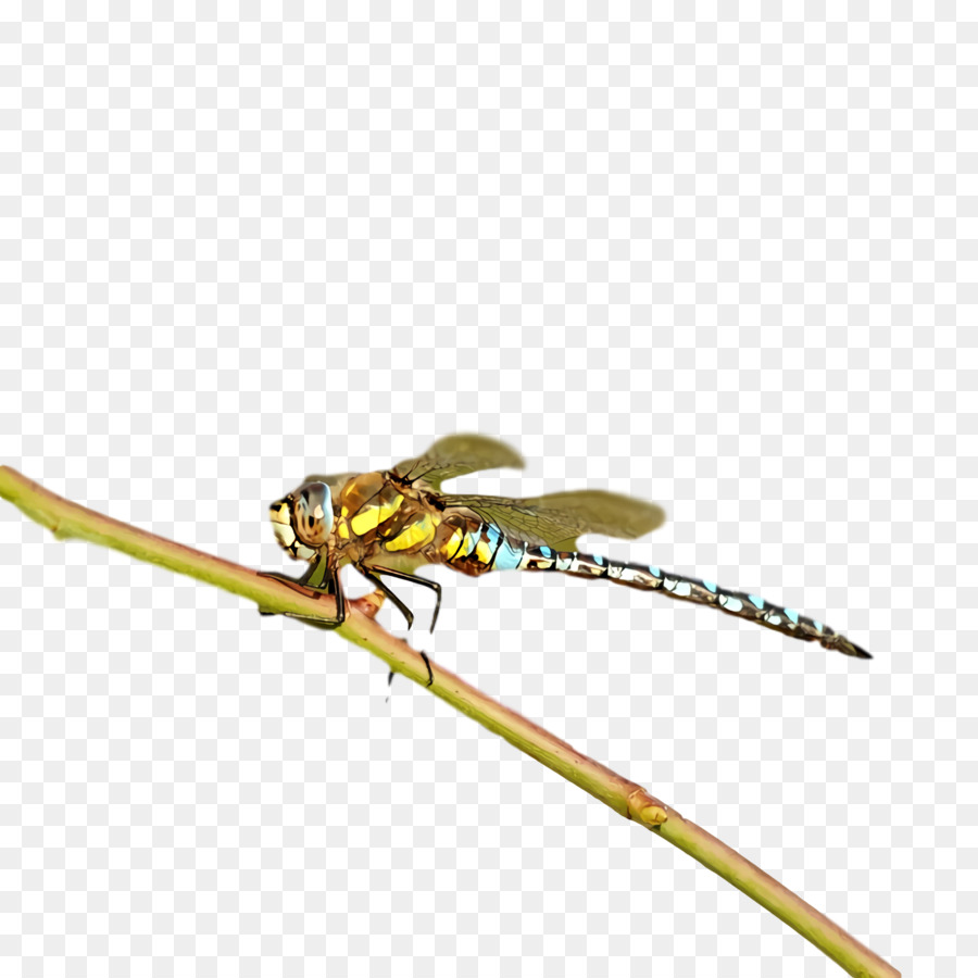dragonfly insect damselflies pest pollinator