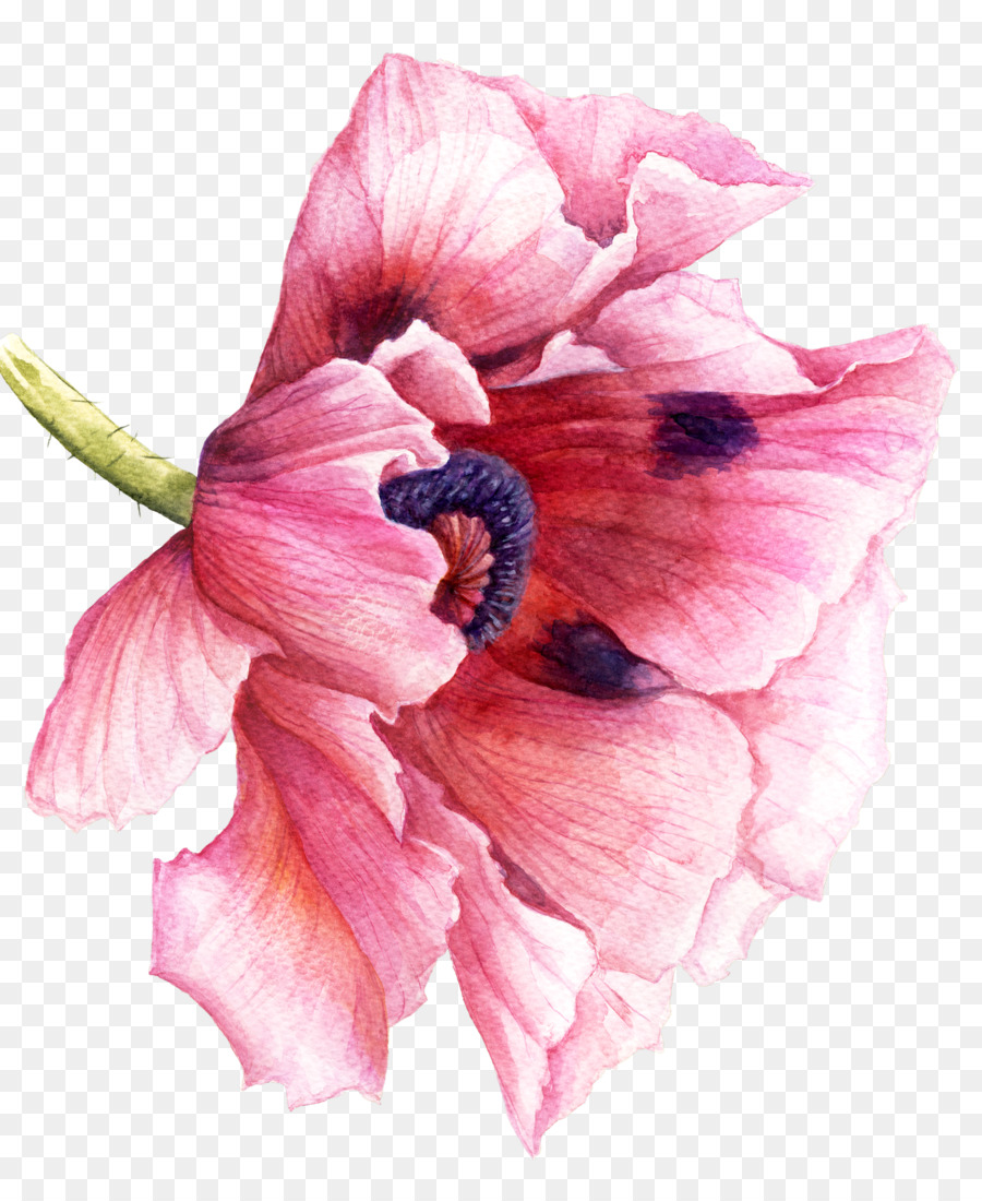 watercolor painting drawing painting poppy sculpture