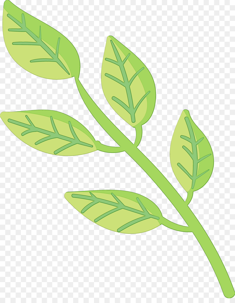 leaf plant stem flower branch plants