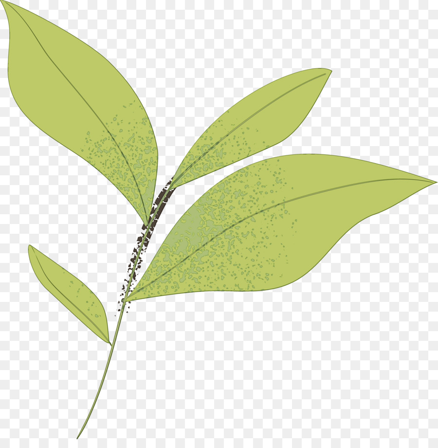 Blattpflanzenstammpflanzen Wissenschaft Pflanzenstruktur - 
