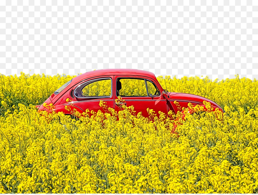 gelbe Landschaftsblume des Rapsölautos - 