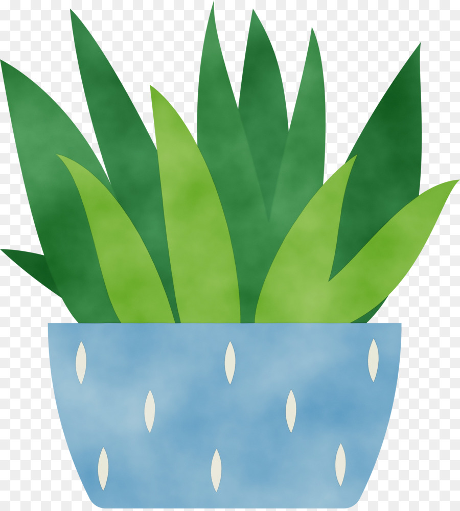 piante biologia vaso di fiori verde foglia - 