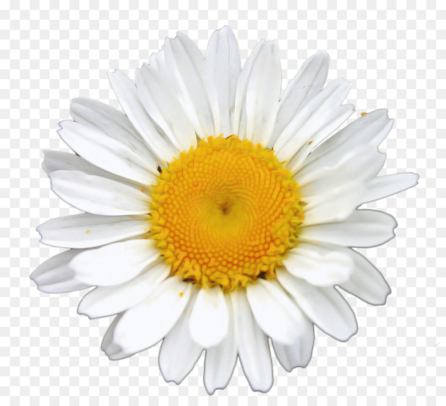 gemeinsame daisy-Kamille-royalty-free margerite daisy photo library - 