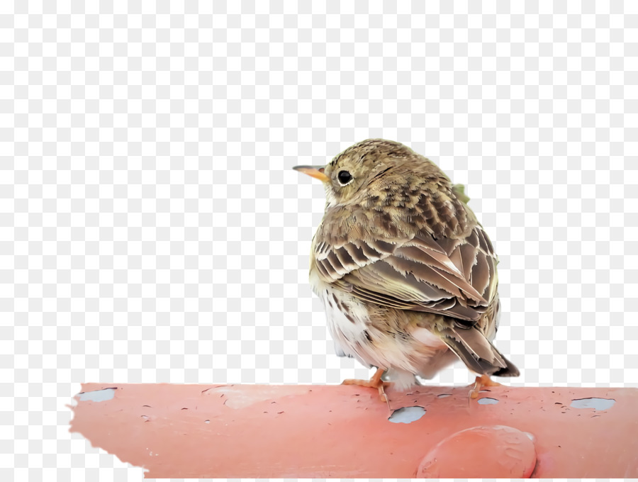 nhà sparrow ortolan nheo chim sẻ thế giới cũ ngành hồng tước, - 