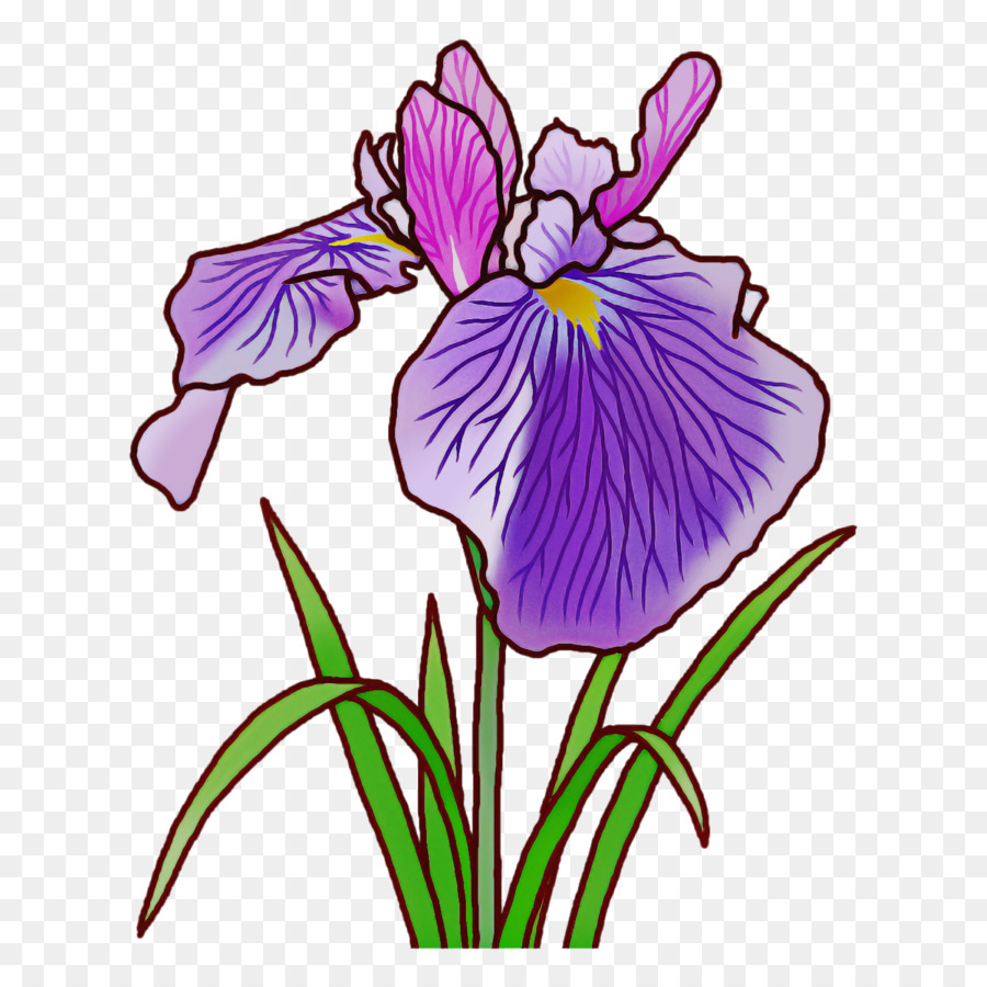 Nordblaue Flagge Iris Wurzel Pflanzenstamm Tulpenblatt - 