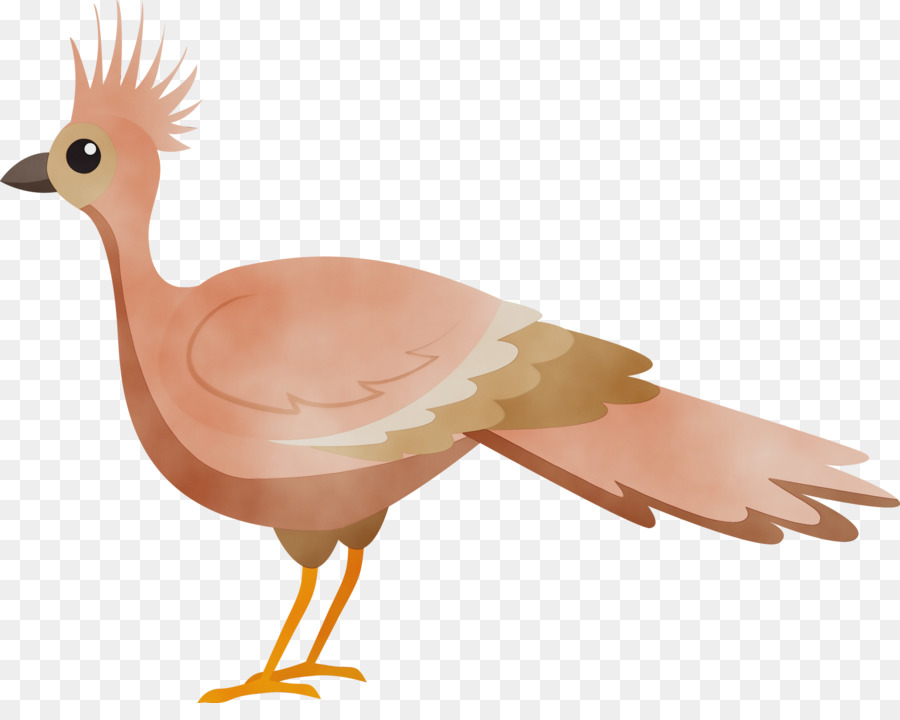 Hühnerenten Vögel Wasservogel Schnabel - 