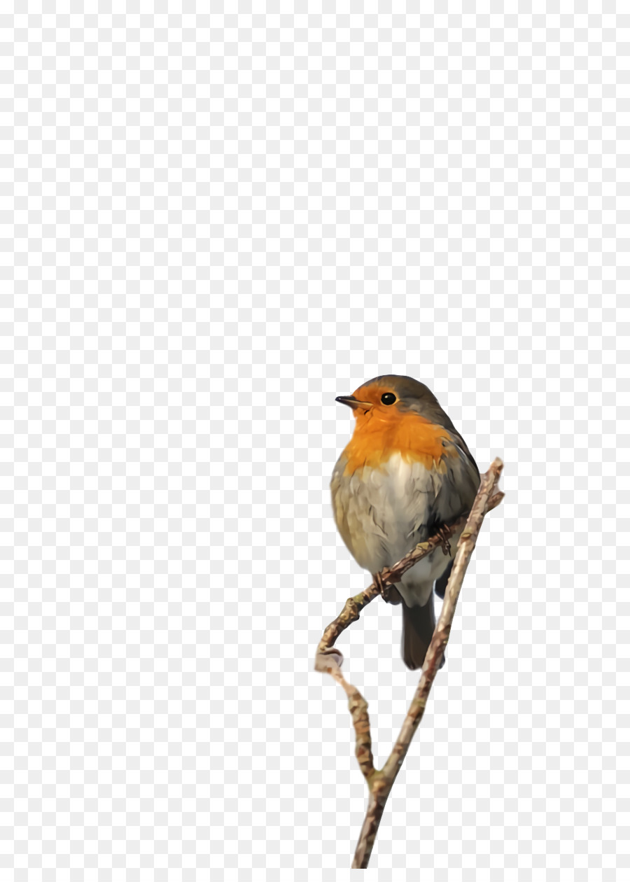 die Europäische robin Finken common nightingale amerikanischen Spatzen Vögel - 