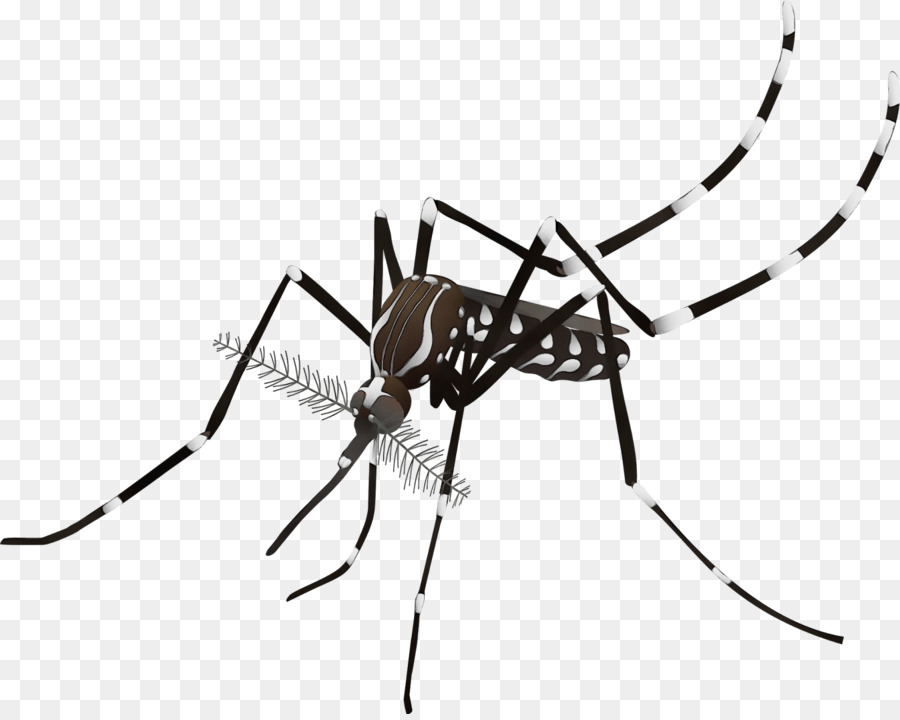 zanzara dengue febbre emorragica virale suipacha festa cittadina di suipacha - 