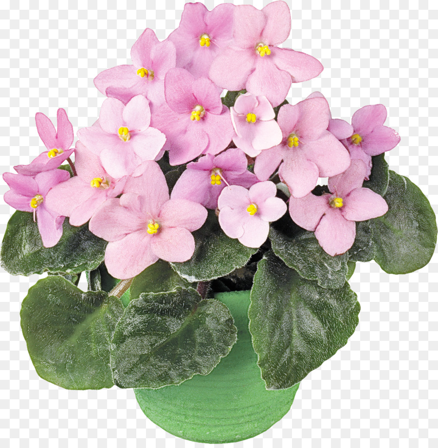 violette Zimmerpflanze Glücksüberraschung - 