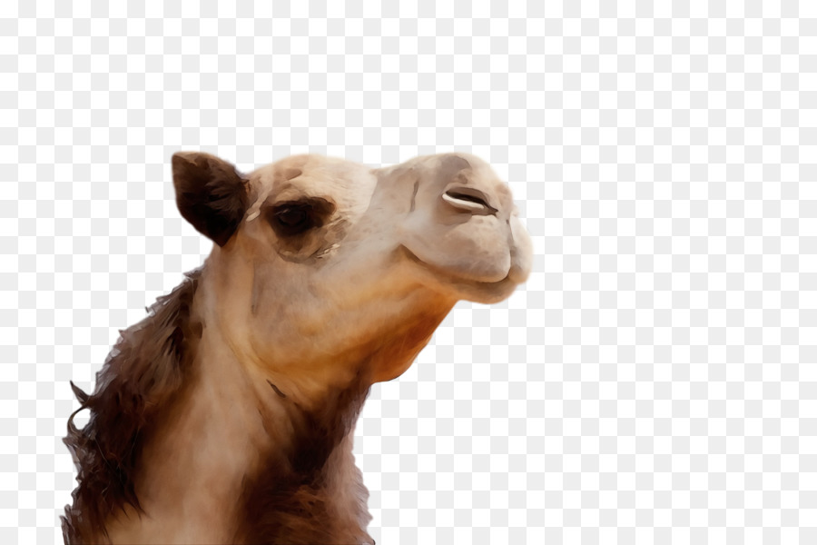 dromedary snout camels science biology