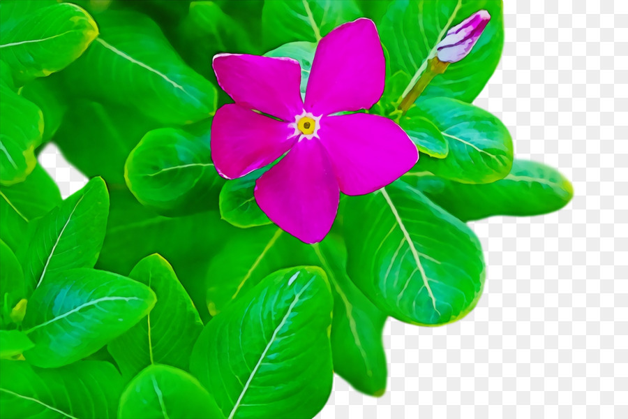 petalo foglia, pianta erbacea fiore verde - 