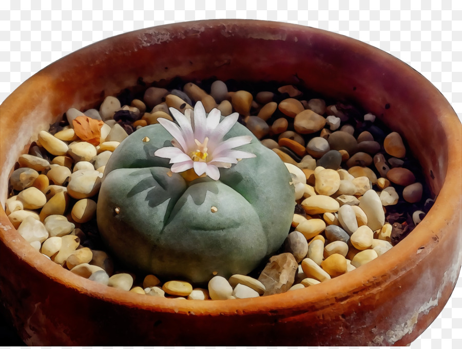 citroën cactus m flowerpot