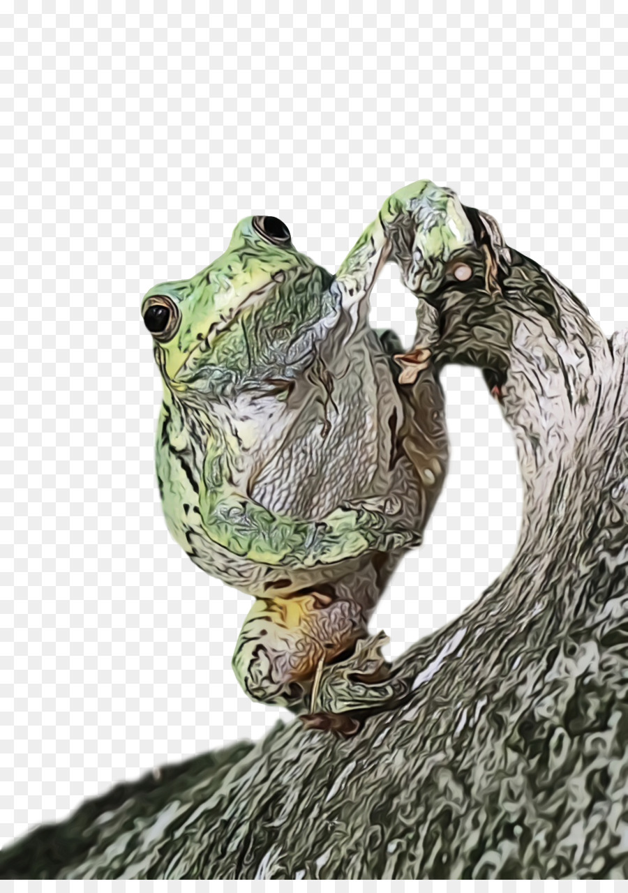rettili vero rana bullfrog internazionale rospo m-tree - 