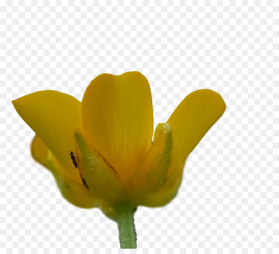 Pflanzenstamm Blütenblatt Knospe gelbe Blume - 