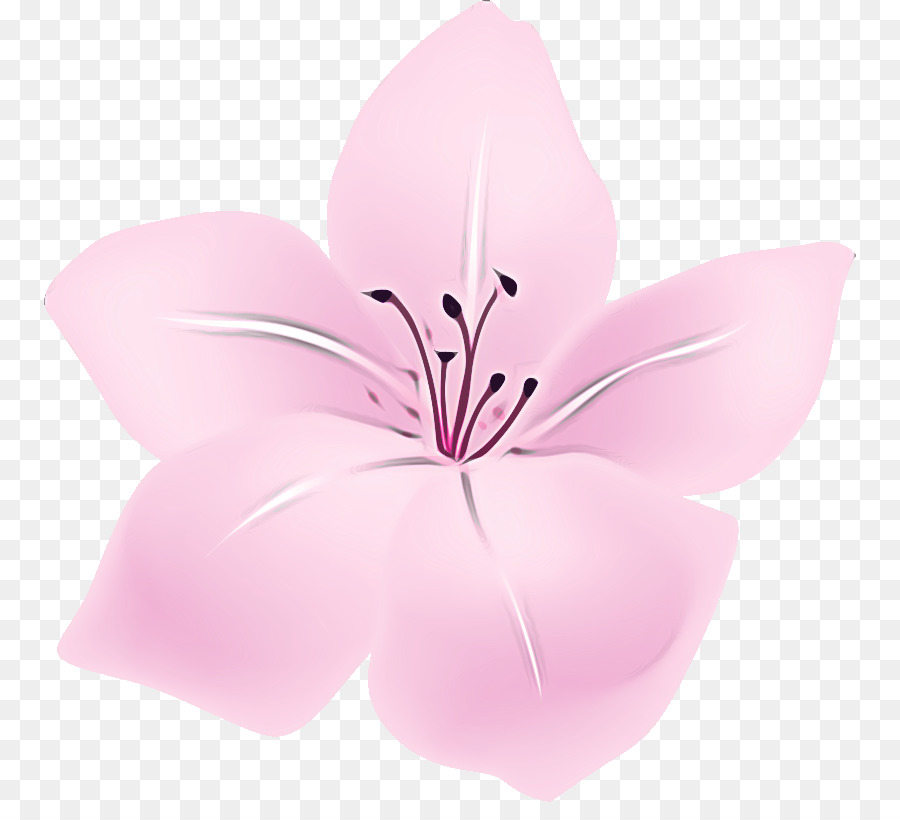 Lilienblume blumig - 