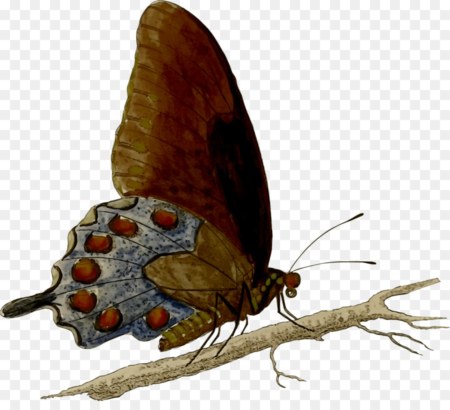 spazzola zampe farfalle gossamer ali di farfalle lepidottero parassita - 