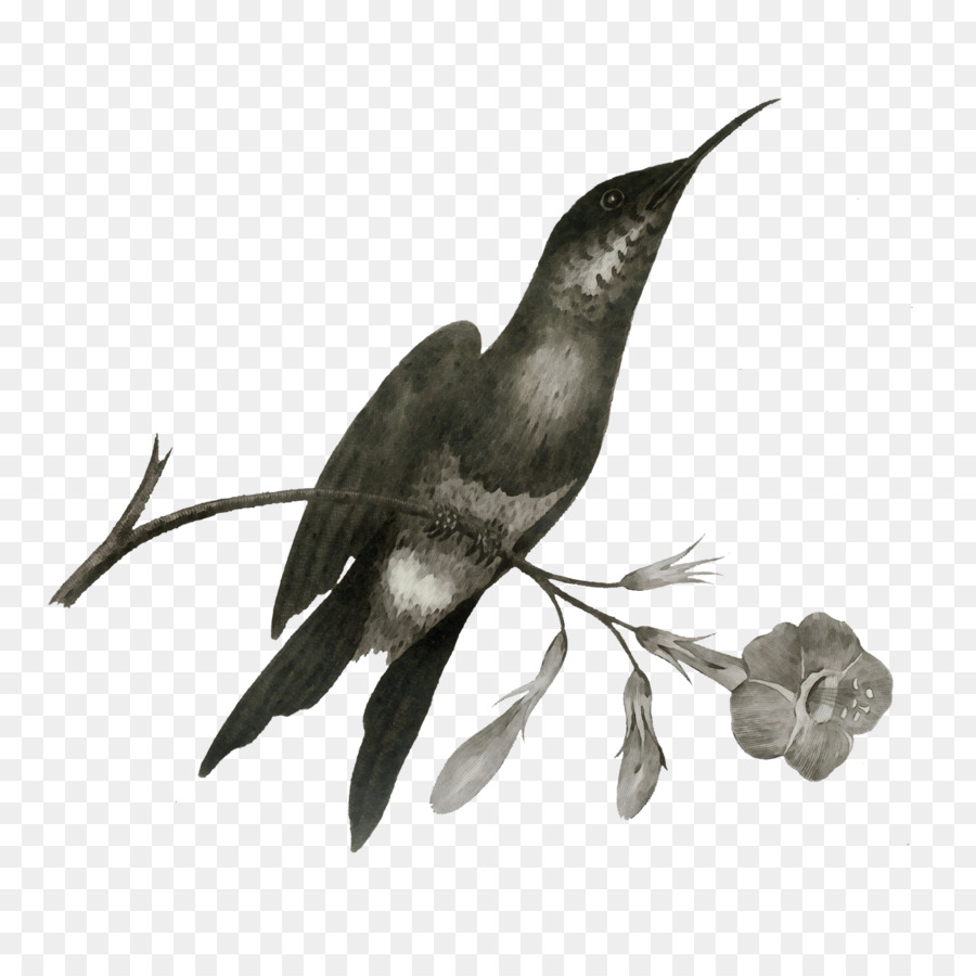Kolibris Kunstformen in der Natur Vögel Zeichnung violetear - 