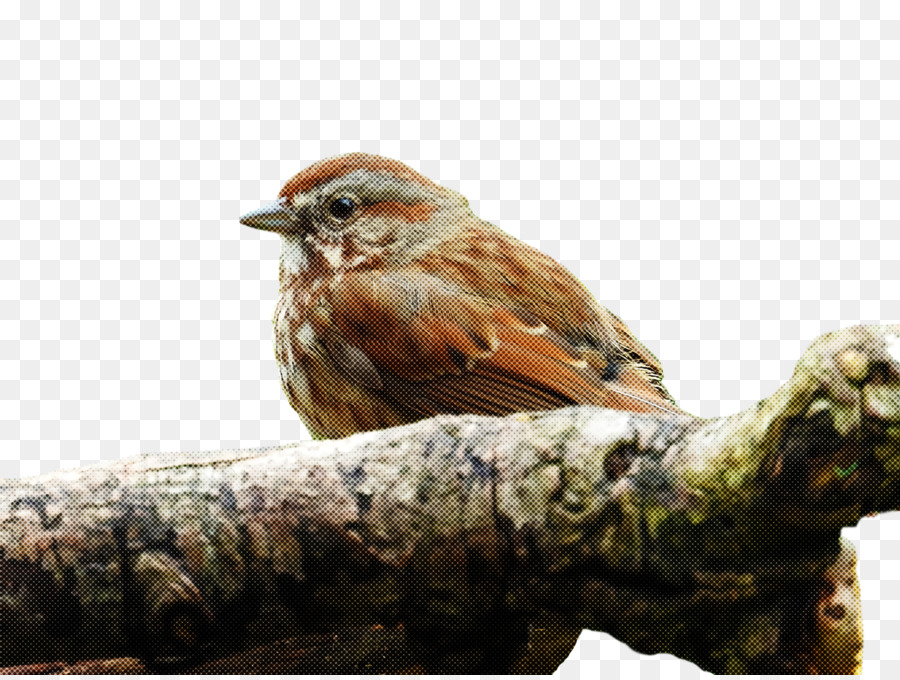 nhà finch chim nhà sparrow thế giới cũ, sparrow chim sẻ - 