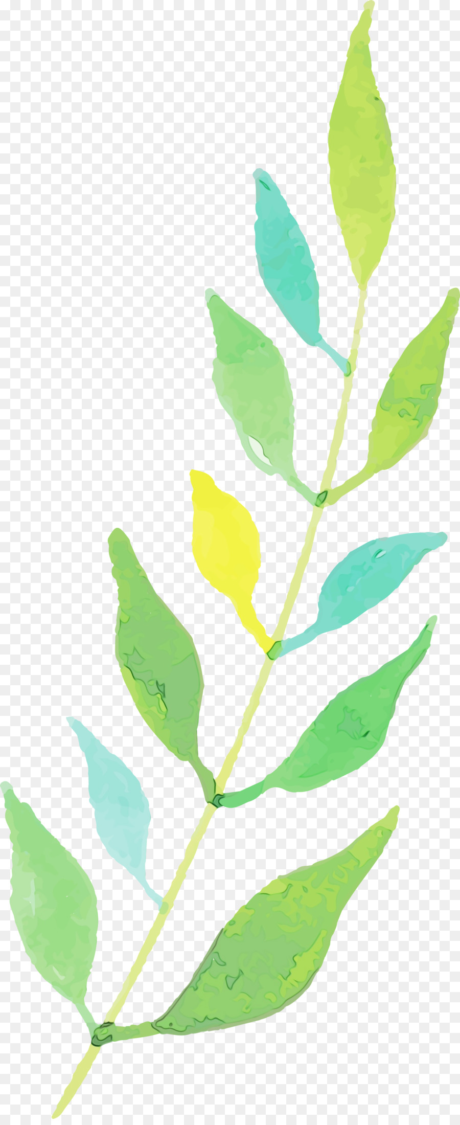 Ramoscello piante foglia fiore gambo foglia - 