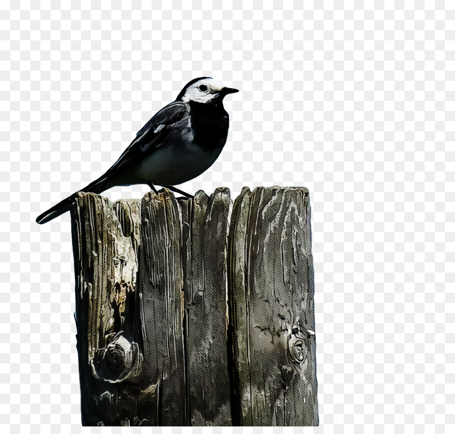 nhà sparrow chim sẻ chim đại tây dương canary châu âu, robin - 