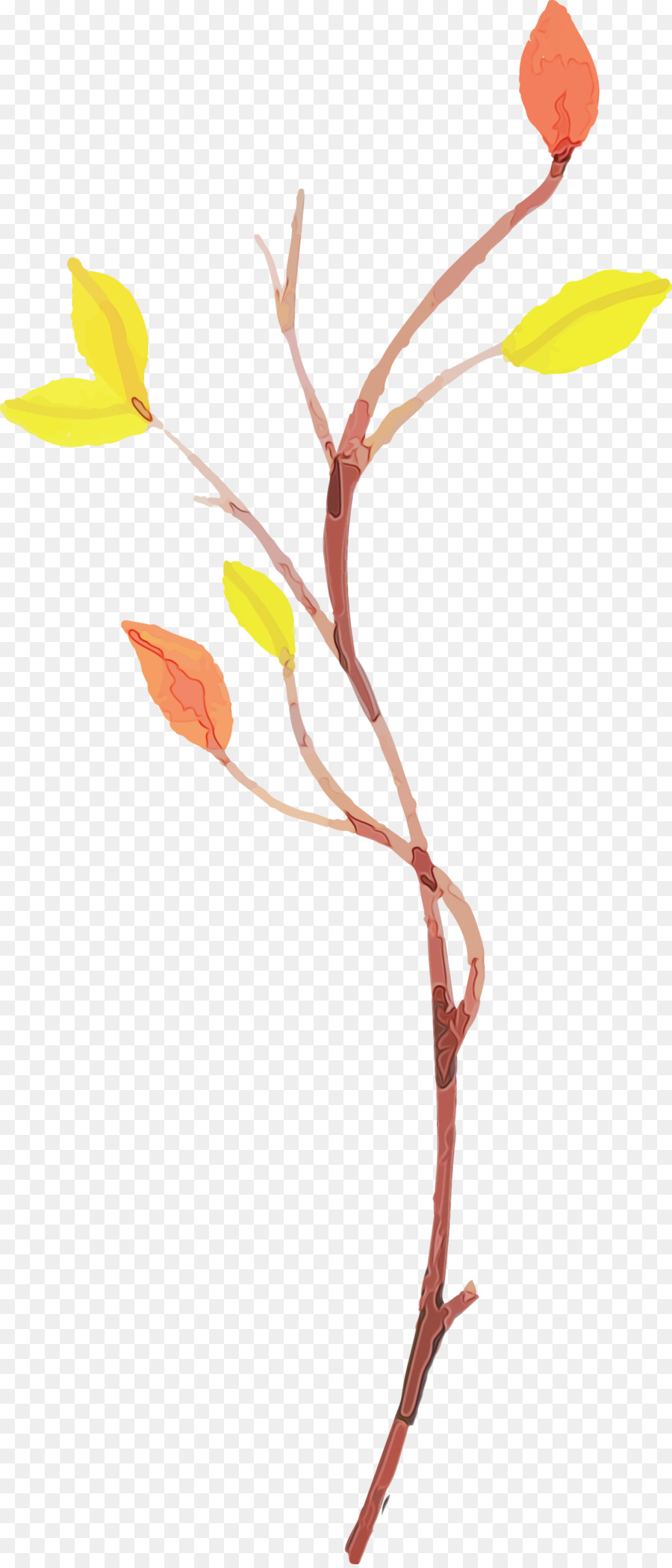 twig plant stem leaf petal line