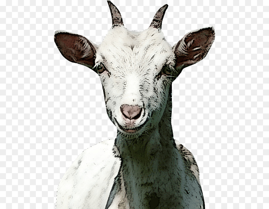 goat sheep snout biology science