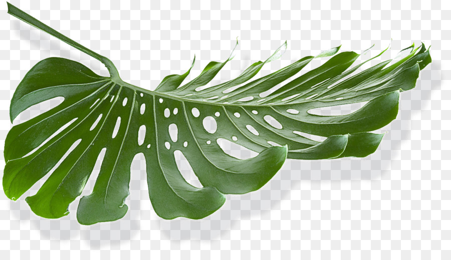 pflanze, Stamm Blatt Pflanzen pflanze Struktur der Wissenschaft - 