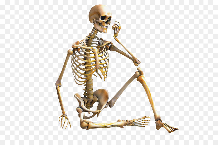 menschliches Körperskelett appendikuläres Skelett axiales Skelettgelenk - 