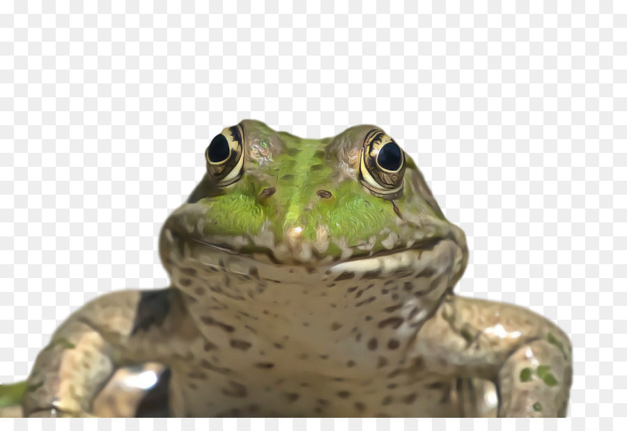 toad amphibians frogs american bullfrog tree frog