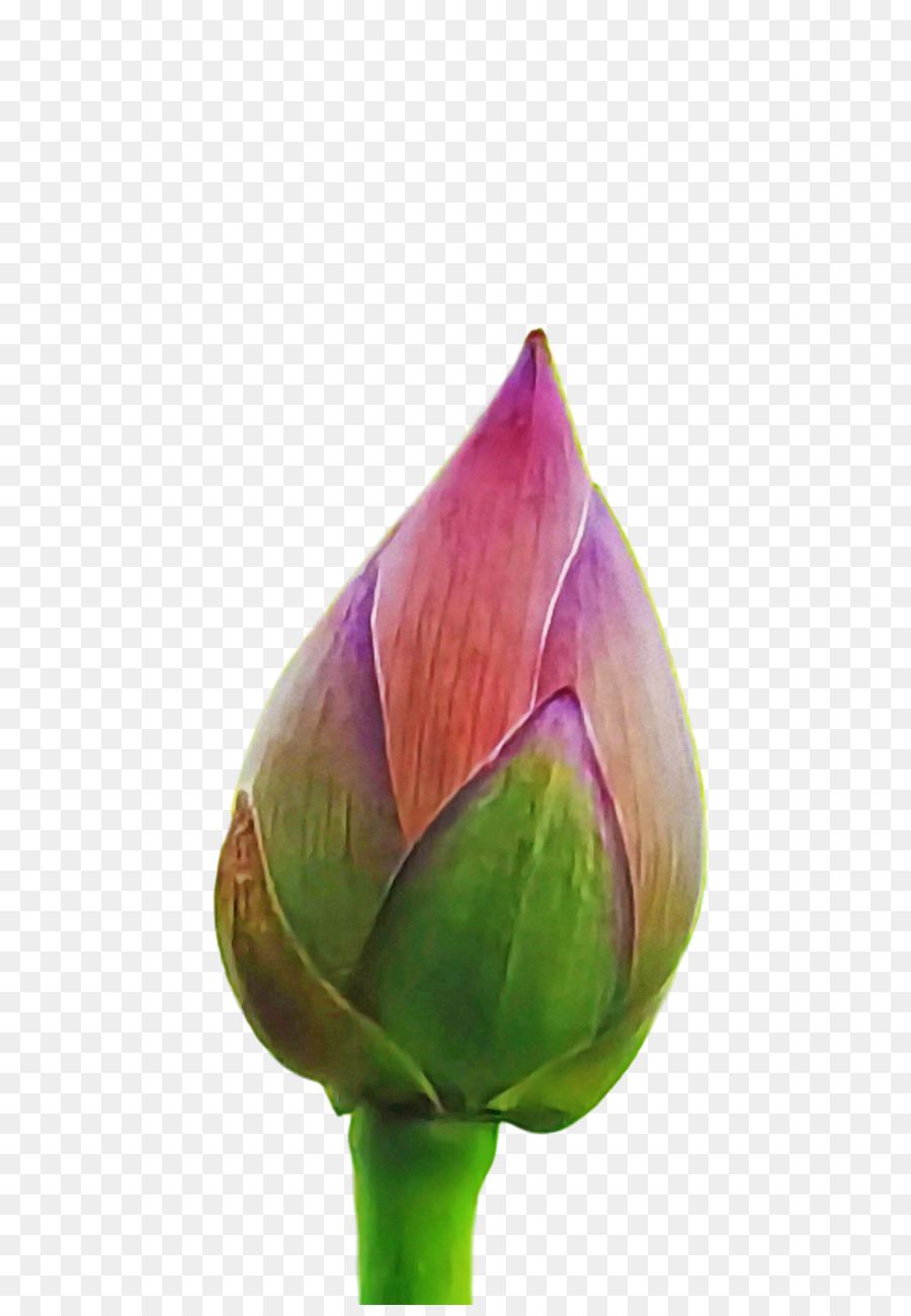 Pflanzenstamm Knospe Blütenblatt lila - 