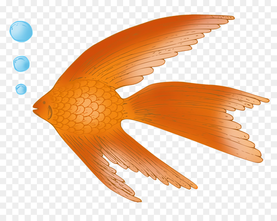 pesce becco coda biologia scienza - 