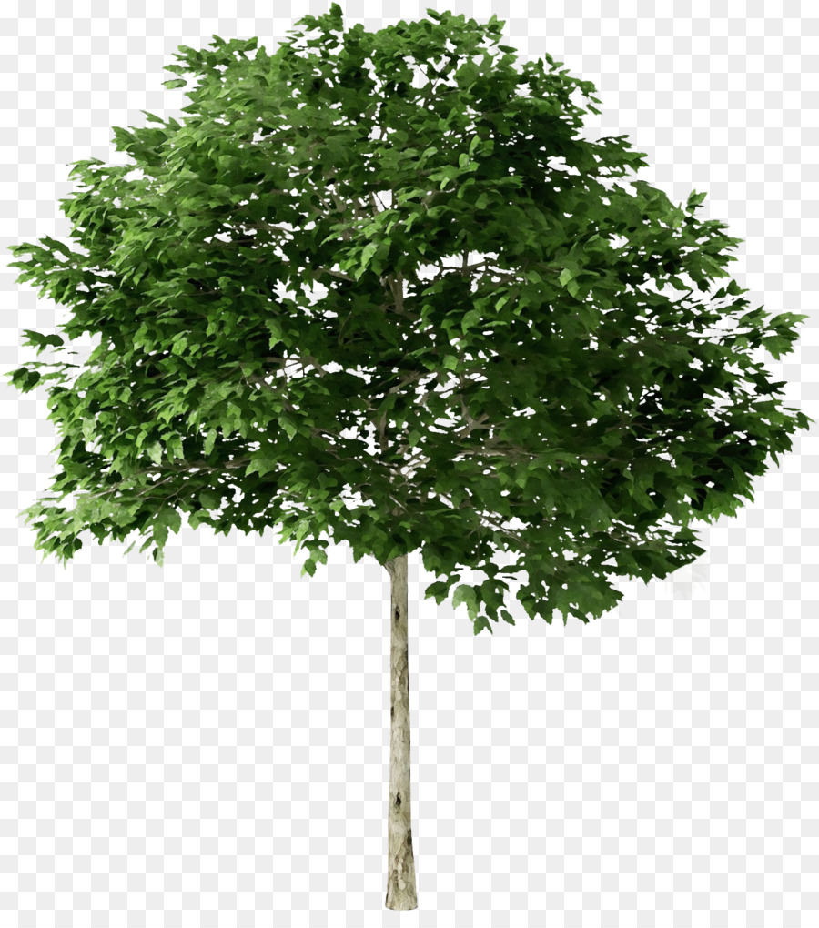Quercus Suber Baum Pflanzen Asche amerikanische Bergahorn - 