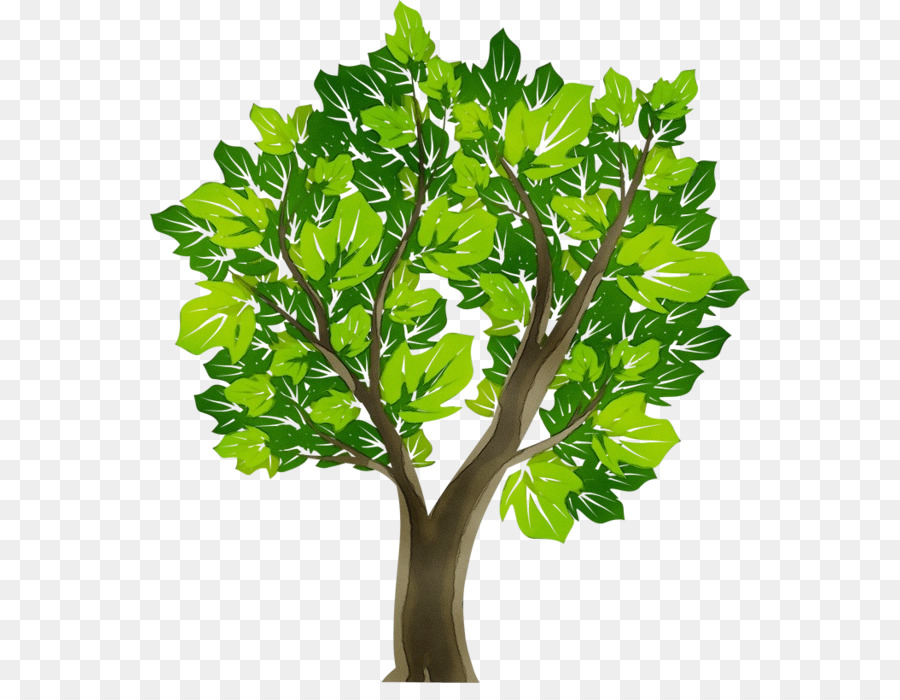 Baum Eiche Hartholz Zweigpflanzen - 
