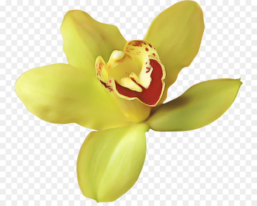 Orchideen Motte Orchideen blühen südliches Magnolienblütenblatt - 