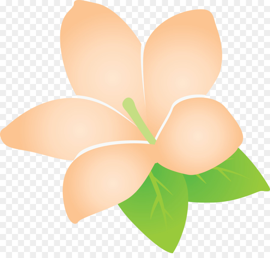 jasmine jasmine flower