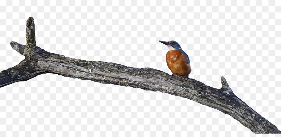 chim mỏ động vật bức tượng nhỏ mét cành cây - 
