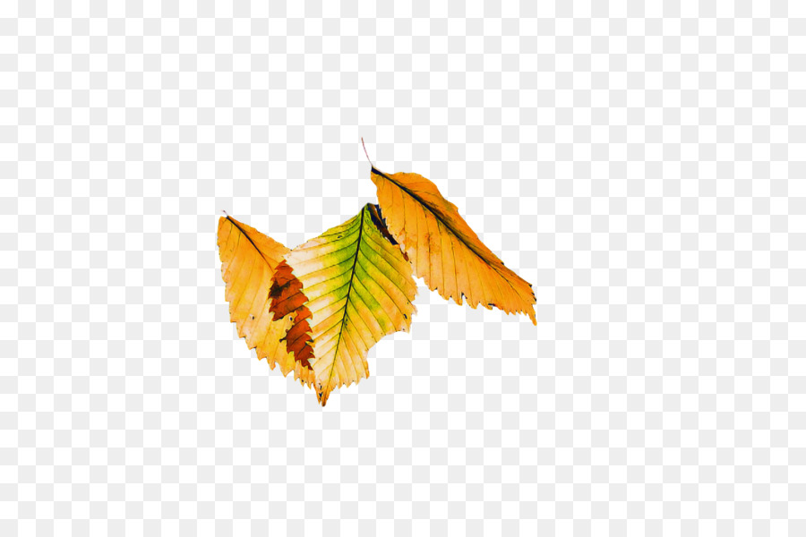 leaf 0jc butterflies lepidoptera science