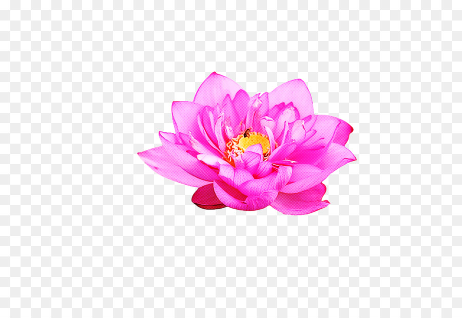 Pfingstrose Wasserpflanze Schnittblumen Blütenblatt Blume - 