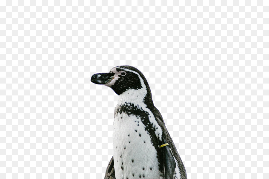 chim cánh cụt chim bay không có mỏ chim - 