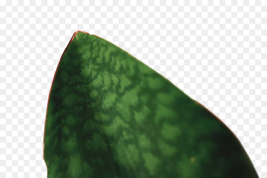 leaf green science Biologie Anlage Struktur - 