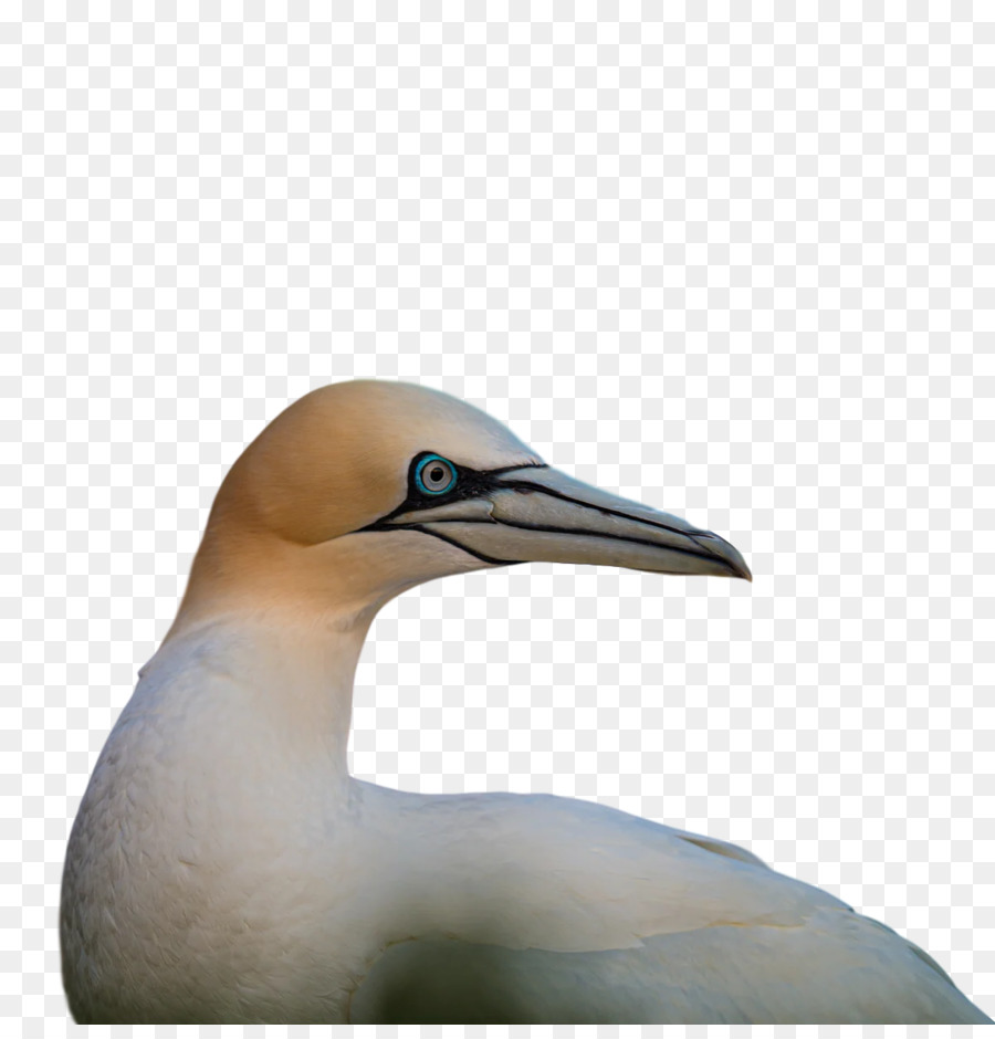 gannets beak