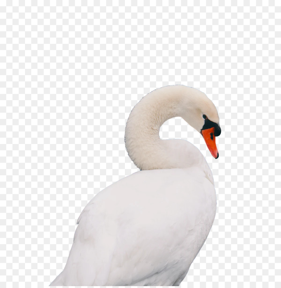swans birds water bird waterfowl beak