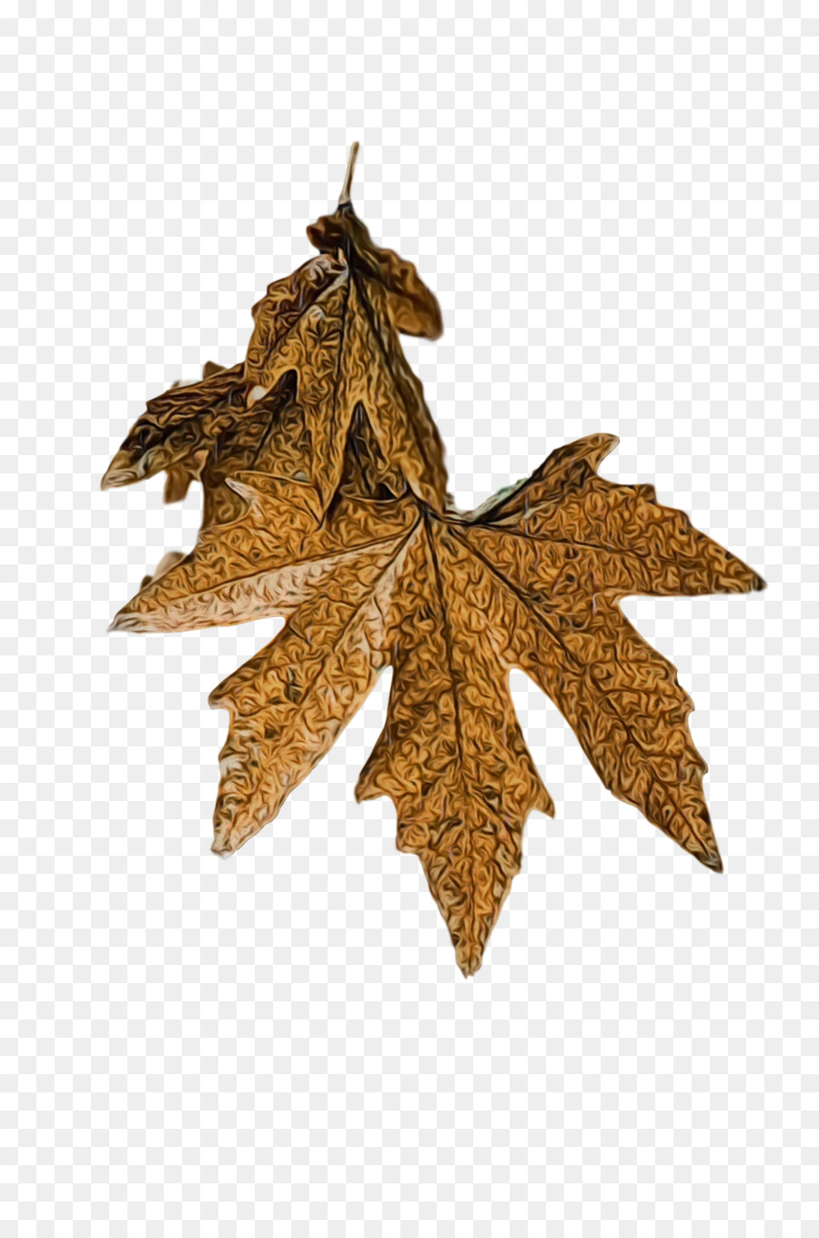 leaf maple leaf / m tree plant structure biology