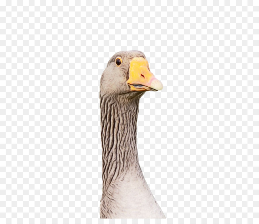duck goose birds beak water bird