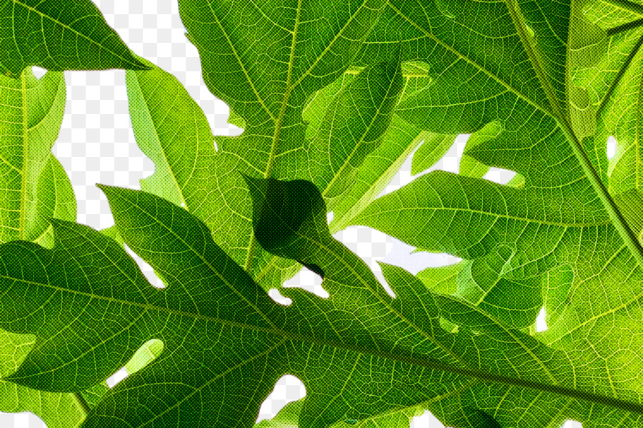leaf tree fruit biology plant structure